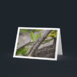 Carte Grasshopper égyptien à l'arbre<br><div class="desc">Un sautereau égyptien dans une carte de voeux arborée. Vous pouvez facilement customiser ce produit gratuitement si vous souhaitez ajouter du libellé ou changer la couleur du arrière - plan.</div>