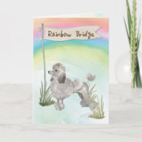 Gray Poodé Sympathie de la compagnie sur Rainbow B