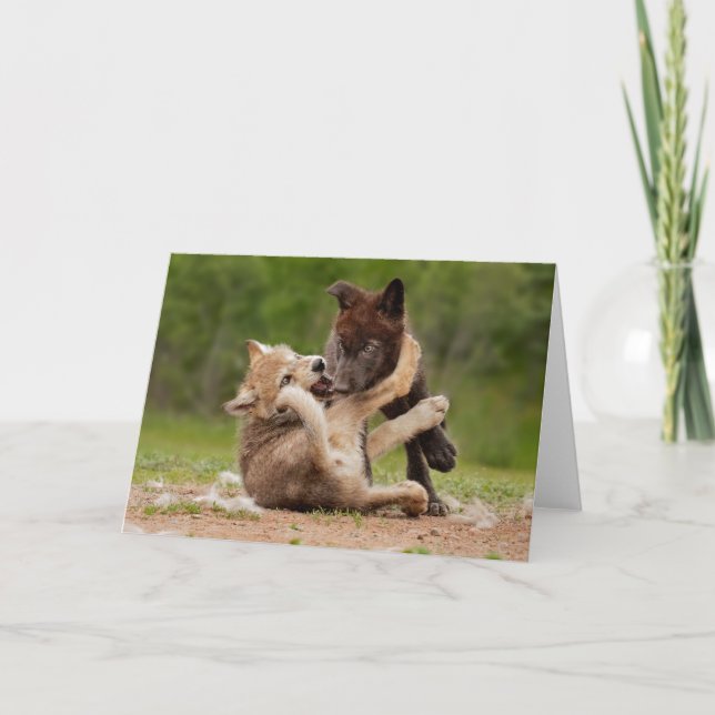 Carte Gray Wolf Pups Wresting (Devant)
