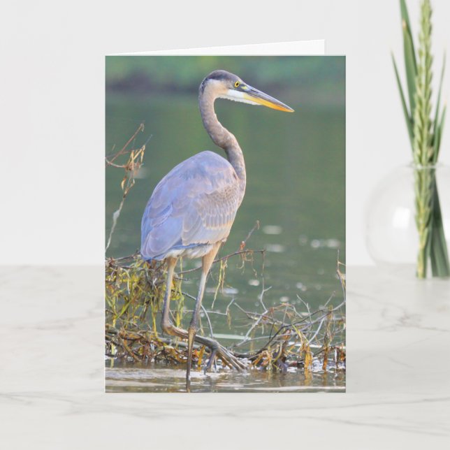Carte Great Blue Heron Nature Faune Anniversaire (Devant)