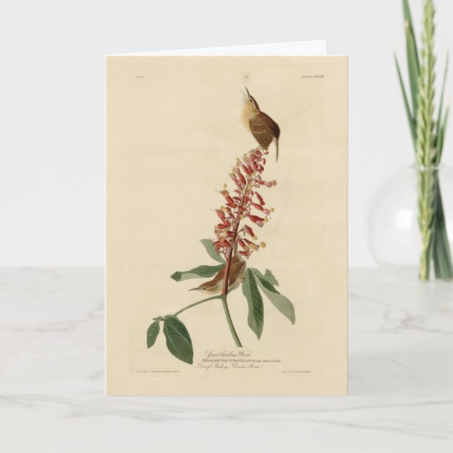 Carte Great Carolina Wren - Audubon's Birds of America (Devant)