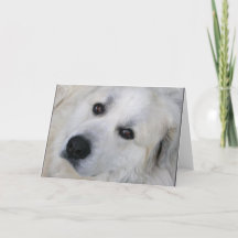 Carte Great Pyrenees