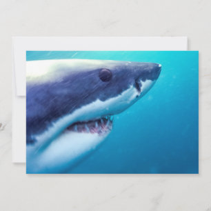 Carte Great White Shark   Afrique du Sud