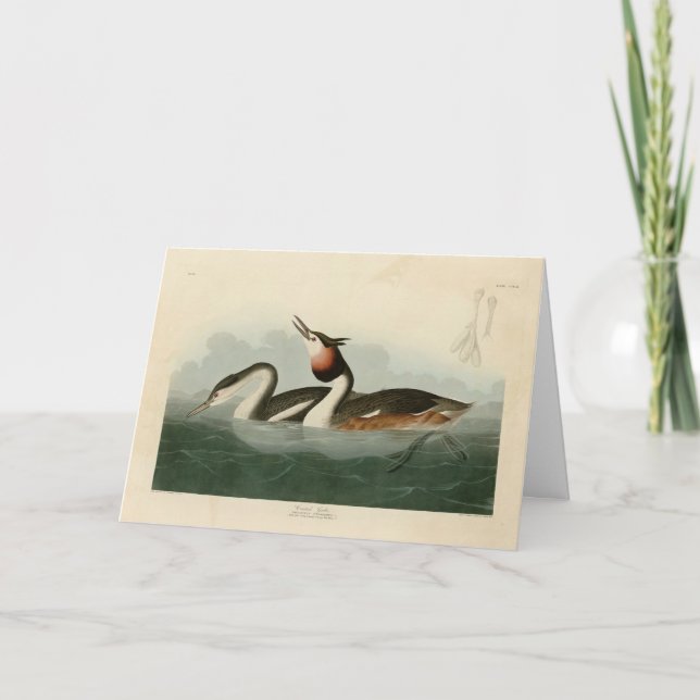 Carte Grèbe à l'agneau - Les oiseaux d'Amérique d'Audubo (Devant)