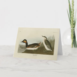 Carte Grebe d'Amérique (Grèbe à cou noir) - Audubon