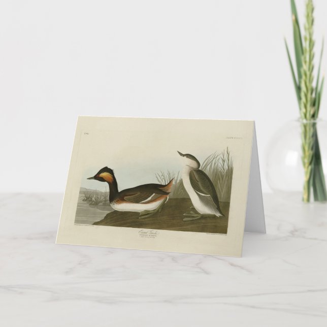 Carte Grebe d'Amérique (Grèbe à cou noir) - Audubon (Devant)