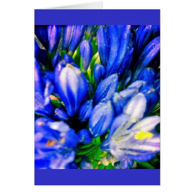 Carte Greeing vierge de bel Agapanthus bleu (Devant)