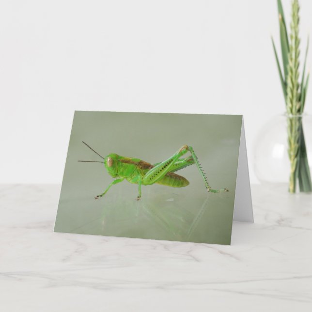 Carte Green Grasshopper (Devant)