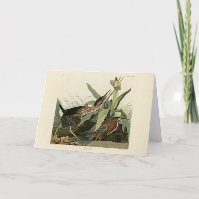 Carte Green Heron, les oiseaux d'Amérique de John James  (Devant)