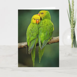 Carte Green Parrots Love Birds Photography