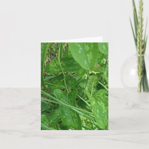 Carte Greenbriar (Smilax)