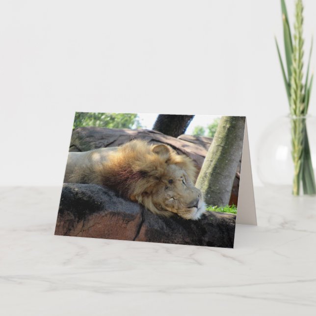 Carte Greetin Lion dormant (Devant)