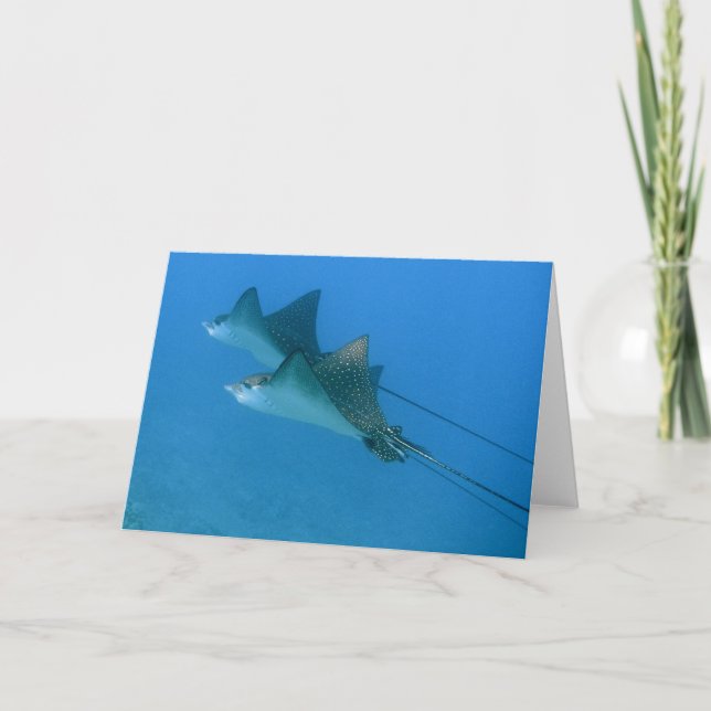 Carte Greeting Card avec Ocean Eagle Rays Maui (Devant)