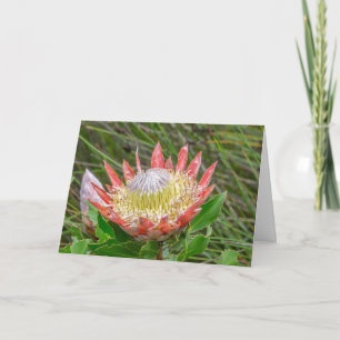 Carte Greeting Card - Beautiful Protea