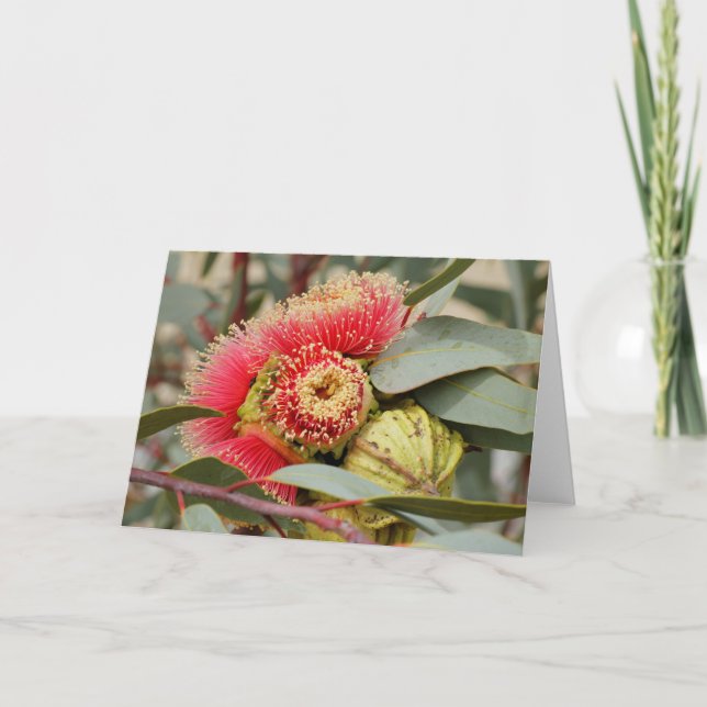 Carte GREETING CARD - Eucalyptus australien d'origine (Devant)