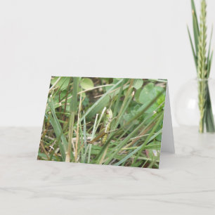 Carte Greeting Card Grasshopper Camouflage