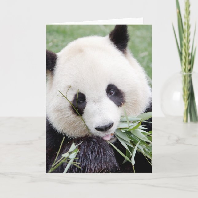 Carte Greeting cards Photo giant panda. Panda geant. (Devant)