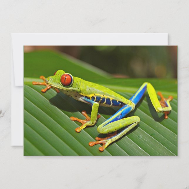 Carte Grenouille aux yeux rouges (Devant)