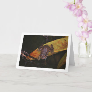 Carte Grenouille en portrait d'étang