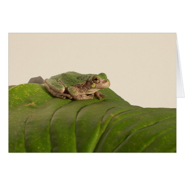 Carte grenouille, grenouille sur une grande feuill (Devant horizontal)