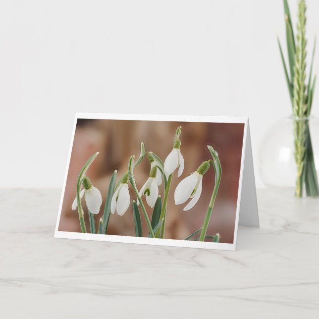 Carte greting card snowdrop without text (Devant)