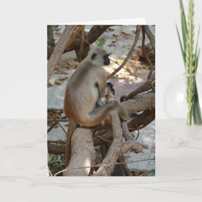 Carte Grey Langur - Take a Rest (Devant)