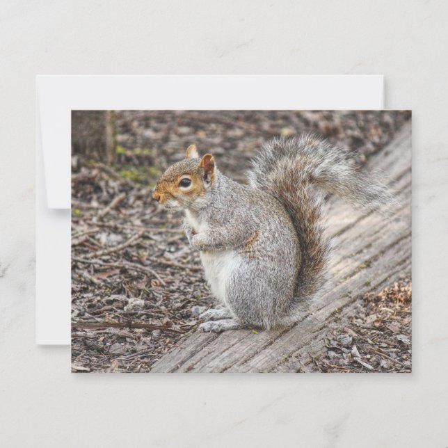 Carte Grey Squirrel Bute Park, Cardiff, Pays de Galles. (Devant)