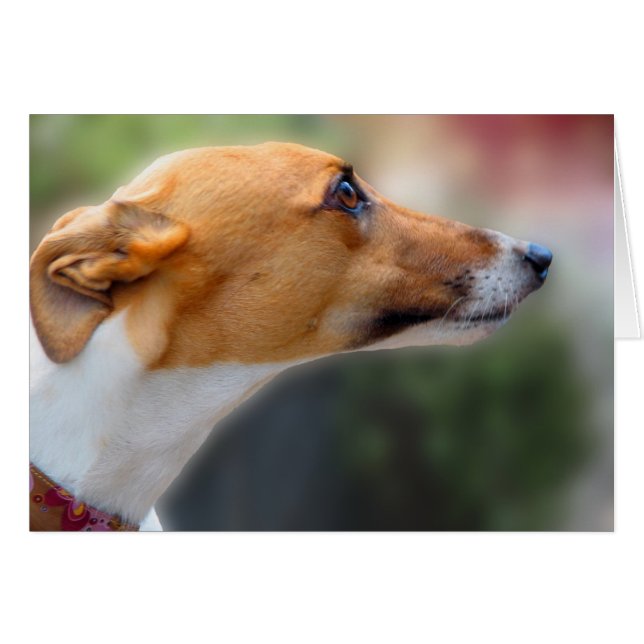 Carte grise (Devant Horizontal)