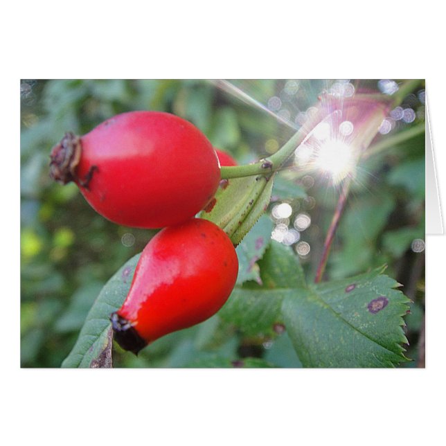 Carte grise avec rayon de soleil, blanc (Devant horizontal)