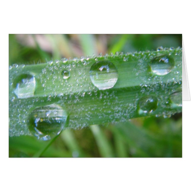 Carte grise du brin d'herbe avec gouttes d'eau, bl (Devant horizontal)