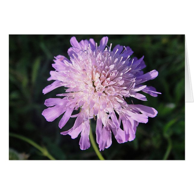 Carte grise lila scabiosa, blanche, pouvant être r (Devant horizontal)