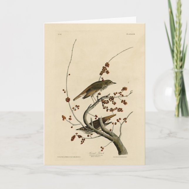Carte Grive d'ermite des oiseaux d'Amérique d'Audubon (Devant)