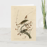 Grive d'ermite des oiseaux d'Amérique d'Audubon