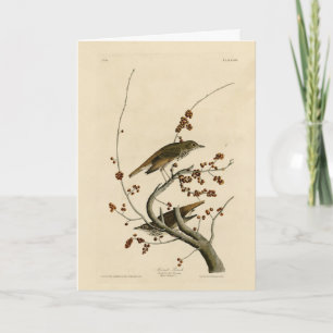 Carte Grive d'ermite des oiseaux d'Amérique d'Audubon