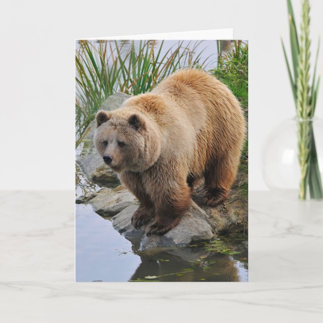 Carte Grizzly Oear Wildlife Animal Photographie (Devant)