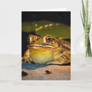 Carte Gros crapaud gras