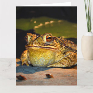 Carte Gros crapaud gras