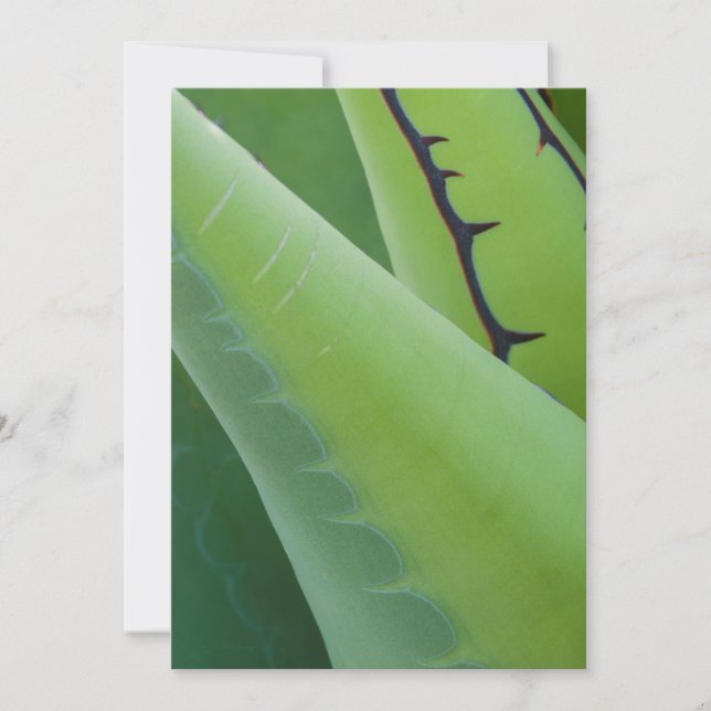 Carte Gros plan d'Agave (Devant)