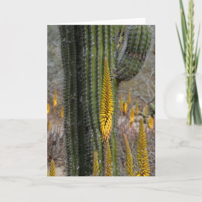 Carte Gros plan sur cactus et agave (Devant)