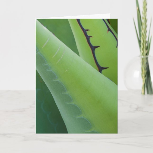 Carte Gros plan sur l'Agave (Devant)