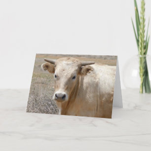 Carte Gros yeux Blanc Charolais Bovins - Blanc Ouest