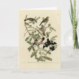 Carte Grosbeak à poitrine rose, Oiseaux d'Amérique d'Aud