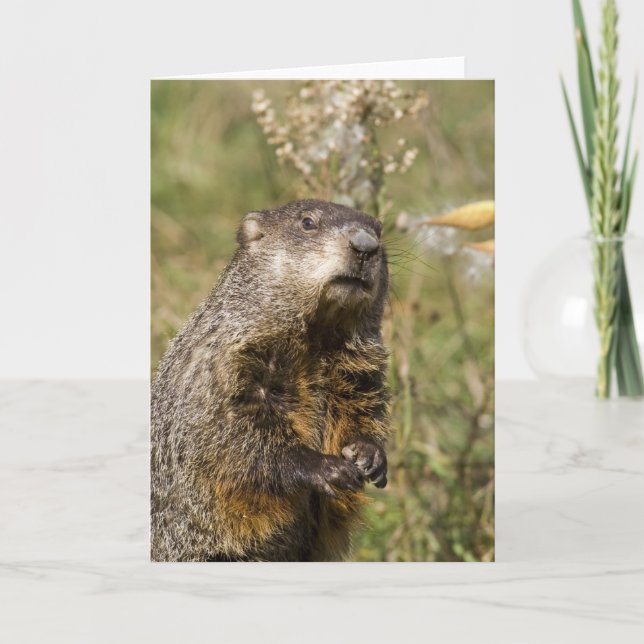 Carte Groundhog (Devant)
