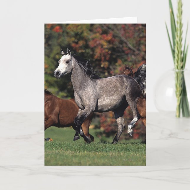 Carte Groupe de Chevaux arabes en course (Devant)