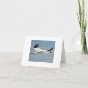 Carte Grue blanche