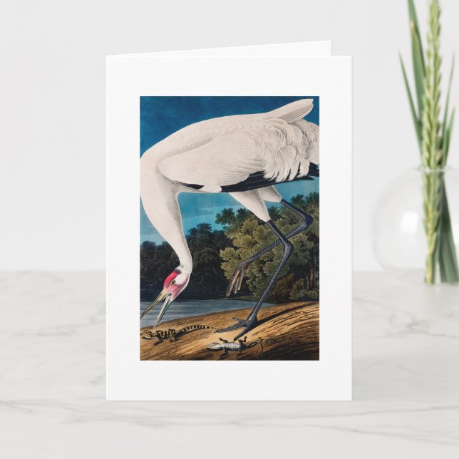 Carte Grue de Hooping de l'Américain d'Audubon (Devant)