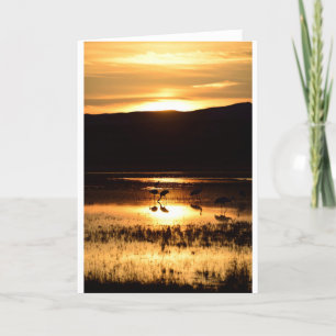 Carte Grues alimentant au coucher du soleil