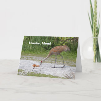 Carte Grues de Sandhill d'oiseau de mère et d'oiseau de