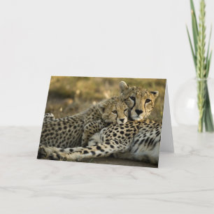 Carte Guépard, Acinonyx jubatus, avec un petit dans le M