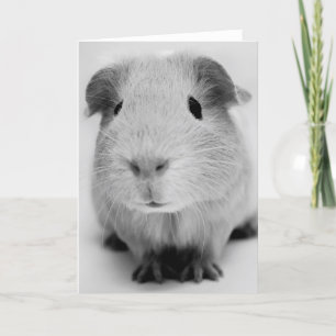 Carte Guinea Pig Greeting Card